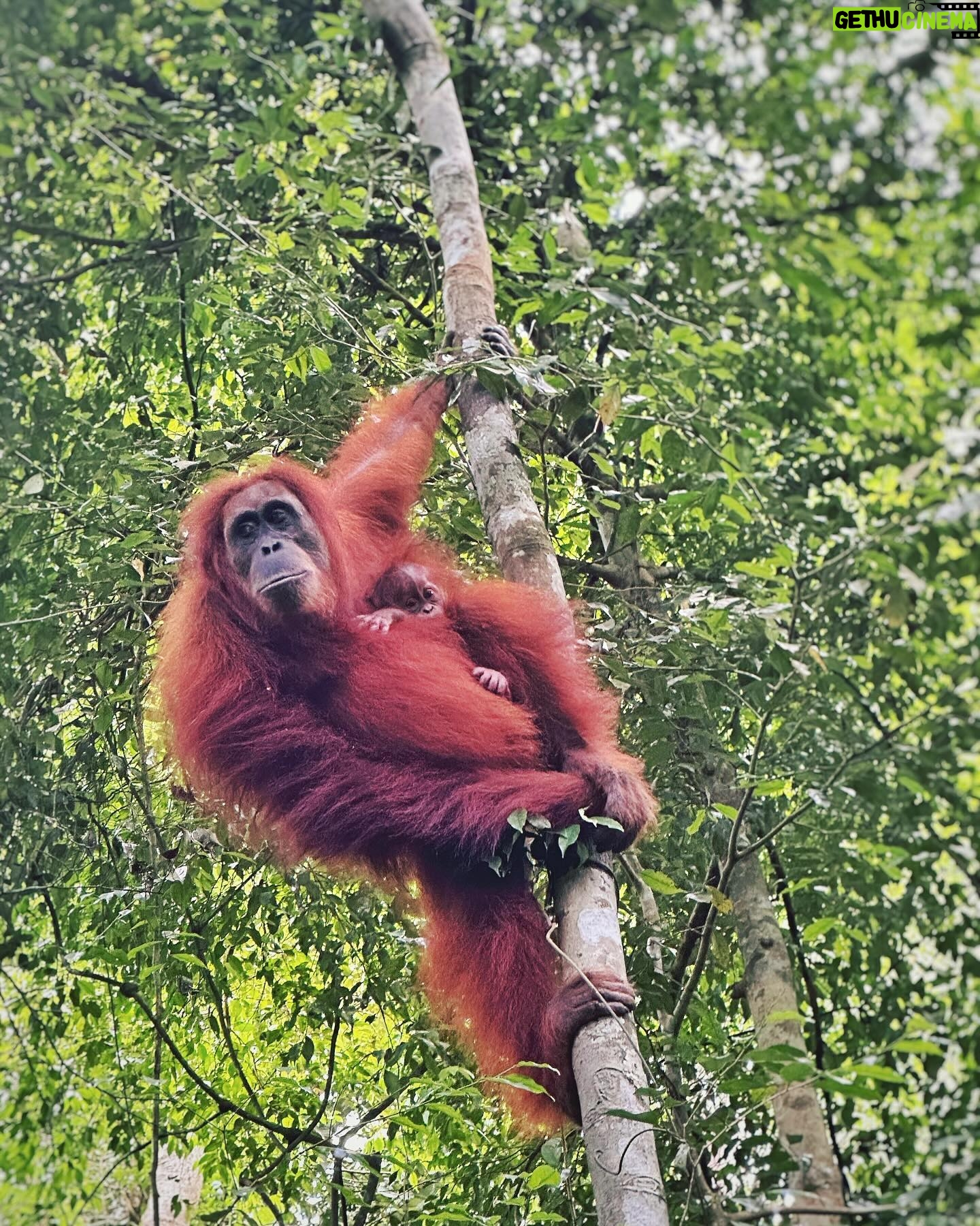 Veronika Macková - 2K Likes - Dnes je Den ohrožených druhů (Endangered species day), který nám připomíná důležitost ochrany zvířat a jejich přirozeného prostředí. 🙏
💕A tak bych všem (ohroženým) nevinným dušičkám v jejich domovech chtěla popřát, aby se stále našlo víc a víc lidí, kteří za ně budou bojovat, aby nám nezmizeli navždy. 🍀 Bez nich by to nešlo!
A jsem vděčná všem druhům za setkání, snad ne naposled. Jsou moje energie 💕🙏