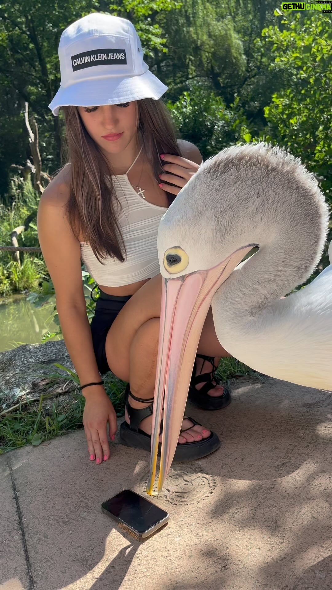 Veronika Zajícová - 3 Likes - Wait, I got slapped at the end😳😄
•
•
•
•
•
#pelican #slap #eatmyphone #crazy