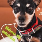 Veronika Arichteva Instagram - Tyhle žvýkací tablety proti parazitům, který doporučuje hodně veterinářů jako NEJŠETRNĚJŠÍ a NEJÚČINNĚJŠÍ ochranu pro pejsky a daly se koupit jen u nich, už můžeš koupit normálně v lékárně. Ebb je zvyklá na FRONTPRO MĚSÍČNÍ DÁVKOVÁNÍ - v balení jsou 3 dávky, takže antiparazitika nezatíží organismus psa jako v případě jedný tablety na celou sezónu a ochrana tím pádem neklesá. RYCHLEJ ÚČINEK - blechy jsou kaput do 8 hodin a klíšťata do 12 hodin IDEÁLNÍ DO RODIN S DĚTMA - narozdíl od obojků nebo pipet můžou na pejska sahat a mazlit ho furt bez obavy, že sáhnou na tu uvolňující se látku. CHUTNÁ JAKO PAMLSEK VHODNÝ PRO ŠTĚŇÁTKA - i březí a kojící fenky A MÁM NA TO KÓD - VERONIKA10 na webu lékárny Dr. Max #spoluprace s FRONTPRO #FRONTPRO # FRONTPROCZ #milujnaplno