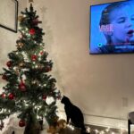 Victoria Charlton Instagram - Premier Noël avec des chats 🐈‍⬛🐈 . Dernier Noël en appartement🎄