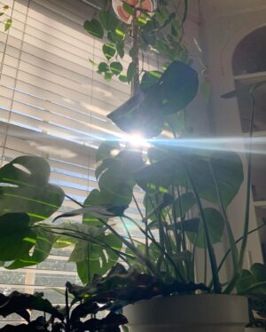 Victoria Moroles Instagram - “Okay kids! This is it!! It’s your moment to shine! Make me proud, stretch those leaves and show everyone what a little forest you’ve become!! You even created a rainbow! Or wait, that was the sun ... but you ARE magic! Don’t let anyone tell you otherwise.”