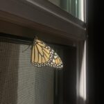Victoria Moroles Instagram – it’s not a butterfly filter I swear