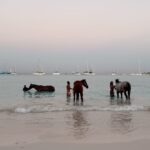 Victoria Spence Instagram – The most special morning 🥹🫶🏻

Every morning the race horses are taken to the beach at sunrise to roll in the sand, have a swim and get bathed. 🌅

We got talking to one of the guys and he asked if I wanted to get in, and next minute his hands were out ready to push me onto the horse😅 my heart was in my mouth at first, but it was the most precious experience! I’ll literally never forget it🥹

To top it off, he told me the horse was called Jerusalema after the song, which if you’ve been here a while, you’ll know my obsession with that song- one of my faves ever!🥲

I’ll remember this morning forever ❤️ 
@mikesingym can we get a horse?!
#barbados#corememory