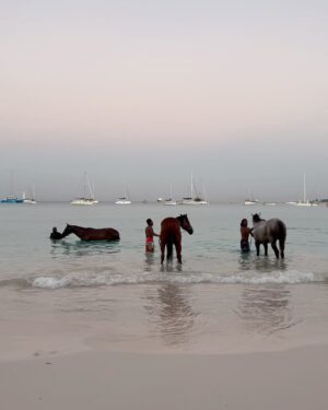 Victoria Spence Instagram - The most special morning 🥹🫶🏻

Every morning the race horses are taken to the beach at sunrise to roll in the sand, have a swim and get bathed. 🌅

We got talking to one of the guys and he asked if I wanted to get in, and next minute his hands were out ready to push me onto the horse😅 my heart was in my mouth at first, but it was the most precious experience! I’ll literally never forget it🥹

To top it off, he told me the horse was called Jerusalema after the song, which if you’ve been here a while, you’ll know my obsession with that song- one of my faves ever!🥲

I’ll remember this morning forever ❤️ 
@mikesingym can we get a horse?!
#barbados#corememory