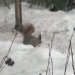 Viktoriya Isakova Instagram – Пришла поесть