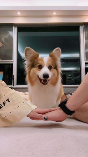 Vincy Chan Instagram - 見咁多人玩我又玩 #handsin

我個仔真係好叻㗎，好有自己嘅諗法🤣

#corgi #batman #叻仔 #reelshk
#佢唔係hand先係行先