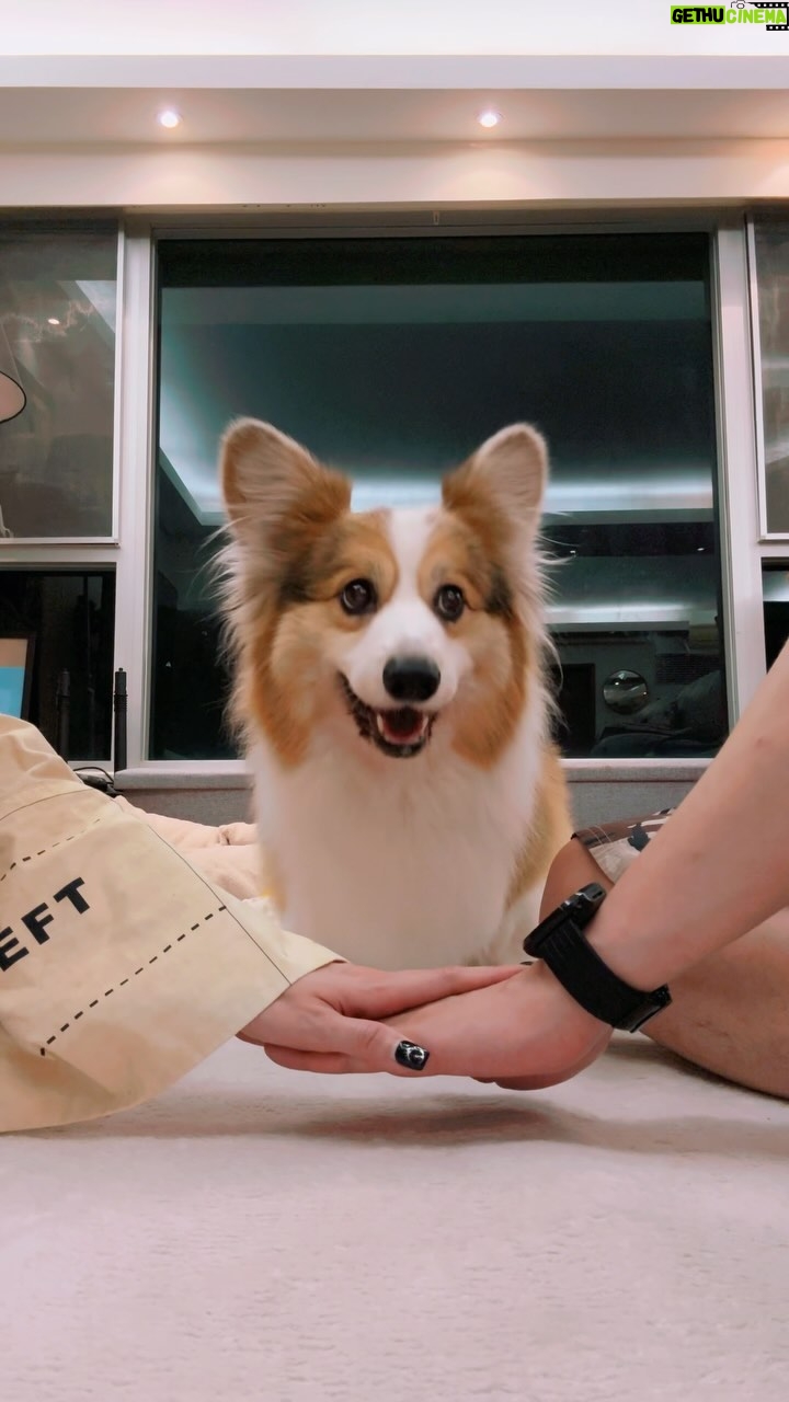 Vincy Chan - 1K Likes - 見咁多人玩我又玩 #handsin
我個仔真係好叻㗎,好有自己嘅諗法🤣
#corgi #batman #叻仔 #reelshk
#佢唔係hand先係行先