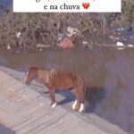 Virginia Cavendish Instagram - Como não chorar de tristeza e de esperança? #resiliência #natureza #amor #resgate