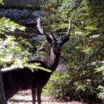 Virginia Da Cunha Instagram - OTRO PLANETA… Puerto Piedras Blancas 🦌 Recién llegada de dos noches en este lugar tan dificil de explicar por su diversa belleza, paz y pureza. De repente me sentía en la Polinesia, Ibiza, Tulum pero con la energía de la inmensa Patagonia. Una bahía serena de arena blanca y aguas transparentes, montañas, bosques, ciervos y colibríes.. domos fantásticos, gastronomía de primera. Una experiencia imperdible para disfrutar sin internet, con todo el cuerpo y el alma. Volveremos! @puertopiedrasblancas @wildernesspatagonia