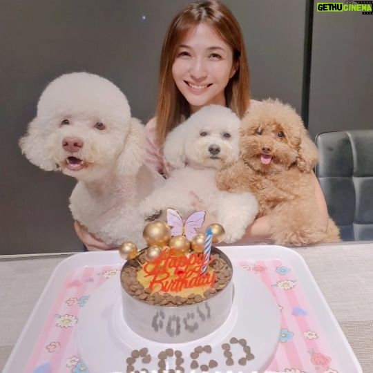 Vivian Lai - 3 Likes - Sweet memory for Coco's 5th birthday ~
生日快乐Coco 🎂🎂🎂
@coco.thelagotto
Thank you @justinthegroomer
@yummy92819 for the birthday present ❤️❤️
#happybirthdaycoco
#麻麻很爱你们
#我家毛小孩
#你是它们的全部
#毛小孩最爱
#领养代替购买
#领养不弃养
#vivianlai
#coco
#lagottoromagnolo