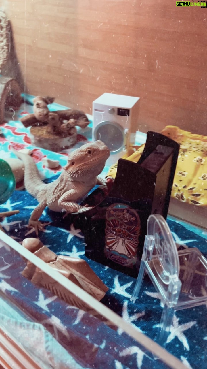Vivien Lyra Blair Instagram - Sauro is enjoying his new upgrades to his vivarium #videogames #beareddragon