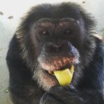 Vivien Lyra Blair Instagram - Today is #nationalchimpanzeeday So I’m going to buy some 🍌 for these wonderful chimps. If you want to do the same the link is in my bio 😻 #vivienlyrablair