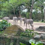 Vivien Yeo Instagram - 結束了新年旅行回到香港了 回來之前去了Singapore住了幾天 在元宵節那天去探望外公外婆 和外婆去巴剎吃她喜歡吃的雞飯 再陪她到大伯公廟拜神 在Singapore 住了幾天 特地帶小孩去Singapore Zoo @mandaiwildlifereserve 原來帶著兩個2-4歲的小孩去動物園（真正的大動物園） 是那麼具挑戰性的，因為天氣熱加上需要走很多路。 圖1 ：這次特地預訂了 Breakfast in the wild 和動物們一起吃早餐，非常特別的體驗。 一開始女兒見到orang utan 還嚇得尖叫😅😅幸好之後還是肯和動物拍照還大膽的摸蟒蛇😆 圖8 ： Boon Lay 大伯公廟 圖9&10 ： 和小孩一起搭飛機，我唯一看的節目就是Peppa Pig ，9mins 的Peppa Pig，不斷重複，我看了接近4小時😵‍💫😵‍💫。吃雪糕是我最開心的時候😵‍💫😵‍💫 總的來說，旅程雖然很忙碌有點小累，不斷忙著顧小孩。但是能帶他們回去過年，和他們一起體驗很多新事物，一切都是值得的❤️❤️