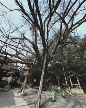 Wakana Aoi Instagram - ．
宮崎は高千穂の旅。
熊本から、高千穂→大分の長湯温泉と巡りました。

自然豊かで、清々しくて、洗われるような時間を過ごせました🌱

美味しいご飯とお酒と時々ねこ。
さいこう！😍

高千穂神社
荒立神社
クシフル神社
八大龍王神社
天安河原

どの神社も威厳と静寂。
どこか緊張感もありながら受け入れてくれるような包容力も感じました。
一旦帰京しましたが、パワーチャージ旅、今月はもう少し続きそうです！

#高千穂
#長湯温泉