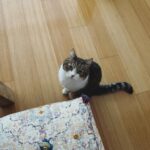 Wakana Matsumoto Instagram - . . . 度々 もんちゃんを載せてとのお告げあったので お届けします。 もんちゃん5連発です。 主もちょろりと スーパーおじいちゃんです🐈