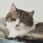 Wakana Matsumoto Instagram - . . . 度々 もんちゃんを載せてとのお告げあったので お届けします。 もんちゃん5連発です。 主もちょろりと スーパーおじいちゃんです🐈