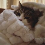 Wakana Matsumoto Instagram - . . . 度々 もんちゃんを載せてとのお告げあったので お届けします。 もんちゃん5連発です。 主もちょろりと スーパーおじいちゃんです🐈