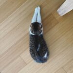 Wakana Matsumoto Instagram - . . . 度々 もんちゃんを載せてとのお告げあったので お届けします。 もんちゃん5連発です。 主もちょろりと スーパーおじいちゃんです🐈