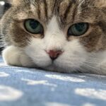 Wakana Matsumoto Instagram - ただの親バカ動画です。 もちろん、主の気持ち悪い甘い声も混入してしまっているので不快な気分にさせたら申し訳ありません。 昨日が誕生日だったもんちゃんの日常をご覧下さいませ。