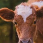Wallis Day Instagram - Every animal is someone. 🐮 Think of Jamie from @wallisday’s powerful new video next time you sit down to have a meal. See the individual. Leave animals off your plate. It’s never been easier to go vegan, so why not start today? 🌱💚