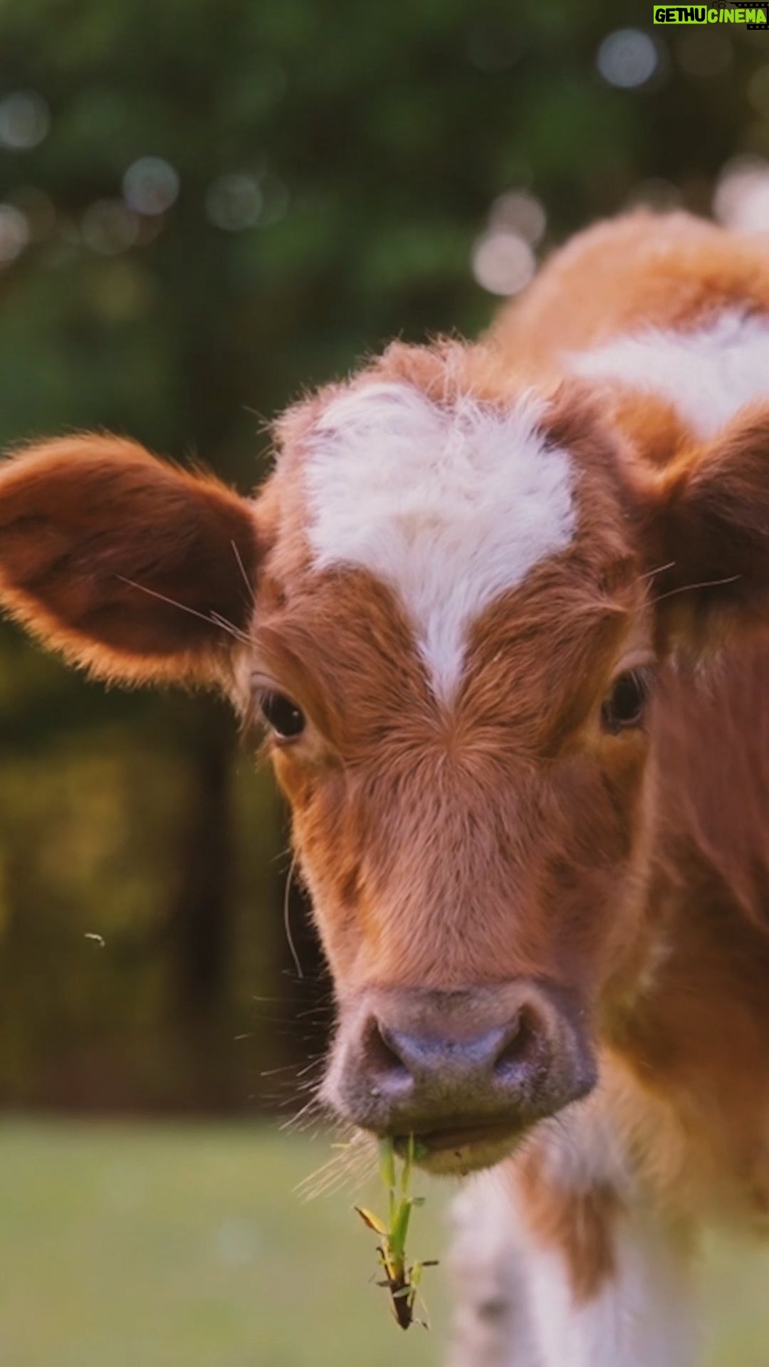 Wallis Day - 6.9K Likes - Every animal is someone. 🐮 Think of Jamie from @wallisday’s powerful new video next time you sit down to have a meal. See the individual. Leave animals off your plate.
It’s never been easier to go vegan, so why not start today? 🌱💚