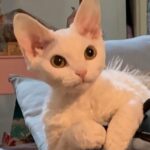 Wan Peng Instagram - 是三岁啊