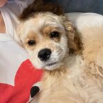 Warisara Yu Instagram - HELLO~~ my name is Destiny but u can call me DESTY!! 🐶🐾
