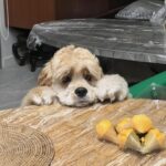 Warisara Yu Instagram - HELLO~~ my name is Destiny but u can call me DESTY!! 🐶🐾