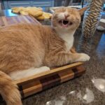 Wendi McLendon-Covey Instagram - Butters loves Barbra Streisand'new audio book. ❤️