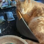 Wendi McLendon-Covey Instagram - Nesting with Butters. #catsandcrystals #crystalsandcats