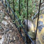 Wendi McLendon-Covey Instagram - Over the weekend we had the honor of attending the quincineara of our God-tortoise Cheeseburger! Her mother @jazmmoore pulled out all the stops! Scroll through to see Cheesie in her pretty pink dress.