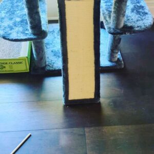 Wendi McLendon-Covey Instagram - Cats 'n' Such. Thanks to Tio @dferzaremba for assembling our new game-changing cat tower that everyone is allowed to play on except Butters.
.
.
.
#mylifeisveryexciting