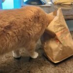 Wendi McLendon-Covey Instagram - Butters enjoys yacht rock and the smell of French fries.