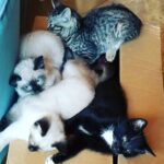 Wendi McLendon-Covey Instagram - Memories! Four years ago, when the Mocha Chronicles started and the house was full of kittens!