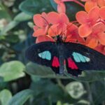 Wendi McLendon-Covey Instagram - A Case of the Mondays : NOLA Edition. Jazz Butterflies = A perfectly glorious Earth Day in my favorite city!