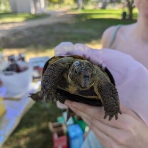Wendi McLendon-Covey Instagram - Over the weekend we had the honor of attending the quincineara of our God-tortoise Cheeseburger! Her mother @jazmmoore pulled out all the stops! Scroll through to see Cheesie in her pretty pink dress.