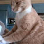 Wendi McLendon-Covey Instagram - Morning biscuits with Butters!