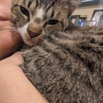 Wendi McLendon-Covey Instagram - Our dearly departed Crash sent us another kitty angel.... Meet 8 month old Jax! He's been here for 3 hours and it's definitely a foster fail! He's not going anywhere! 💕🐱