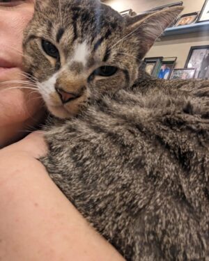 Wendi McLendon-Covey Instagram - Our dearly departed Crash sent us another kitty angel.... Meet 8 month old Jax! He's been here for 3 hours and it's definitely a foster fail! He's not going anywhere! 💕🐱