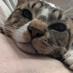 Wendi McLendon-Covey Instagram - Our dearly departed Crash sent us another kitty angel.... Meet 8 month old Jax! He's been here for 3 hours and it's definitely a foster fail! He's not going anywhere! 💕🐱