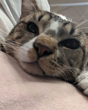 Wendi McLendon-Covey Instagram - Our dearly departed Crash sent us another kitty angel.... Meet 8 month old Jax! He's been here for 3 hours and it's definitely a foster fail! He's not going anywhere! 💕🐱
