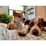 Willa Fitzgerald Instagram - Summer piglets love linen 💗
