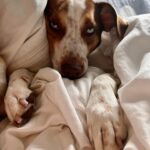 Willa Fitzgerald Instagram - ♥️ It’s this most perfect boy’s THIRD year with me ♥️ He was rescued Feb 1, 2020 @bideawee. Needless to say, these 3 years have been unpredictable, fraught, and challenging but they have also been full of change, growth and exploration. Goose kept me grounded in my days whatever they held. To celebrate the past years journeys, @zahava_heirlooms commemorated all three of my pups adoption anniversaries for me on her gorgeous calendar pendant. And to celebrate Goose, she’s donating to @bideawee for purchases with the code “goose” at checkout. 🐶❤️‍🔥