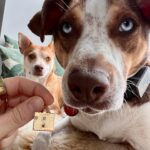 Willa Fitzgerald Instagram - ♥️ It’s this most perfect boy’s THIRD year with me ♥️ He was rescued Feb 1, 2020 @bideawee. Needless to say, these 3 years have been unpredictable, fraught, and challenging but they have also been full of change, growth and exploration. Goose kept me grounded in my days whatever they held. To celebrate the past years journeys, @zahava_heirlooms commemorated all three of my pups adoption anniversaries for me on her gorgeous calendar pendant. And to celebrate Goose, she’s donating to @bideawee for purchases with the code “goose” at checkout. 🐶❤️‍🔥