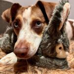 Willa Fitzgerald Instagram – This is just a Goose appreciation post. #adoptdontshop #bideaweealumni