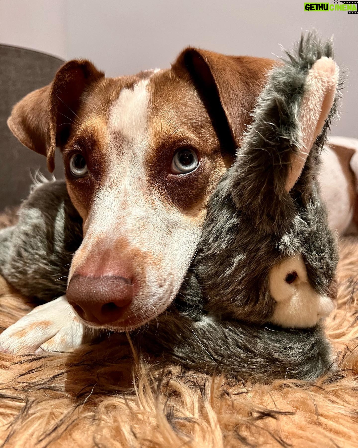 Willa Fitzgerald Instagram - This is just a Goose appreciation post. #adoptdontshop #bideaweealumni