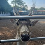 Xefer Rahman Instagram - 🦌