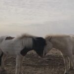 Xu Yahui Instagram - 路遥知马力 日久见人心 🐴 1. 我还是喜欢白马🤣 2. 如果你是我，你会选哪一匹马？🐎 3. 看来，它已经有马子了😆 4. Hello! 我很喜欢你的刘海😍 很可爱！ 5. 是🐄 吗？🤔 6. 你们怎么舍得它难过？😶 7. 发型真的太重要了😆 8. 是🐪 吗？ 9. happy three friends 10. nice meeting you all 🙂