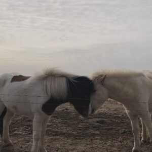 Xu Yahui Instagram - 路遥知马力 日久见人心 🐴

1. 我还是喜欢白马🤣

2. 如果你是我，你会选哪一匹马？🐎

3. 看来，它已经有马子了😆

4. Hello! 我很喜欢你的刘海😍 很可爱！

5. 是🐄 吗？🤔

6. 你们怎么舍得它难过？😶

7. 发型真的太重要了😆

8. 是🐪 吗？

9. happy three friends

10. nice meeting you all 🙂