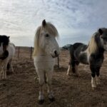 Xu Yahui Instagram - 路遥知马力 日久见人心 🐴 1. 我还是喜欢白马🤣 2. 如果你是我，你会选哪一匹马？🐎 3. 看来，它已经有马子了😆 4. Hello! 我很喜欢你的刘海😍 很可爱！ 5. 是🐄 吗？🤔 6. 你们怎么舍得它难过？😶 7. 发型真的太重要了😆 8. 是🐪 吗？ 9. happy three friends 10. nice meeting you all 🙂